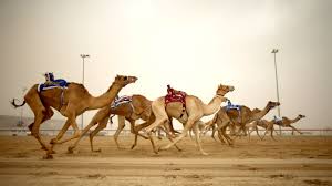 Camel Race Dubai
