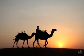 Evening Camel Safari